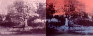 Light Sensitive Emulsion Caroline List